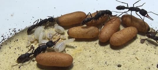 ants-image-adv