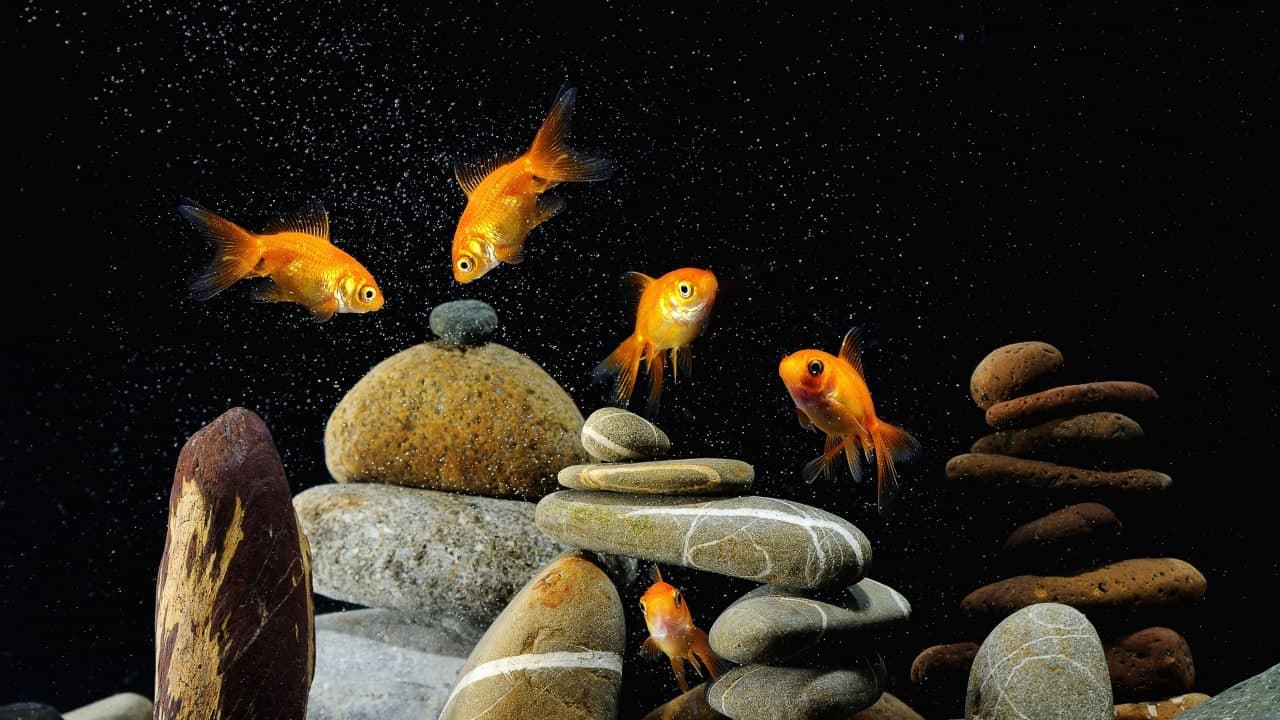 fish-image-adv